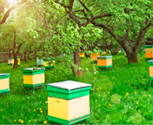 закупка мёда и пчелопродукции оптом